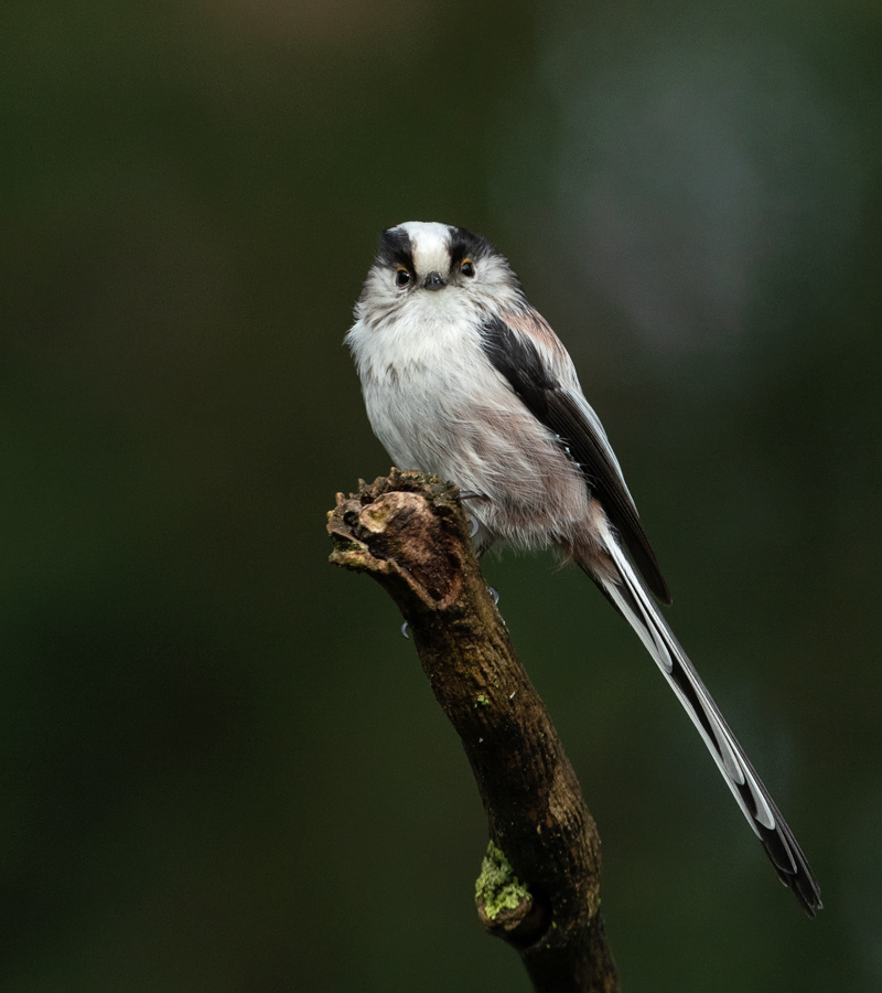 Aegithalos caudatus Long-tailed Tit Staartmees