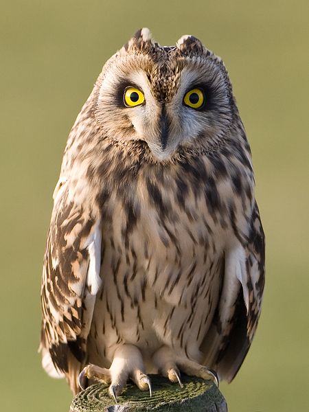Asio flammeus Short-eard Owl Velduil