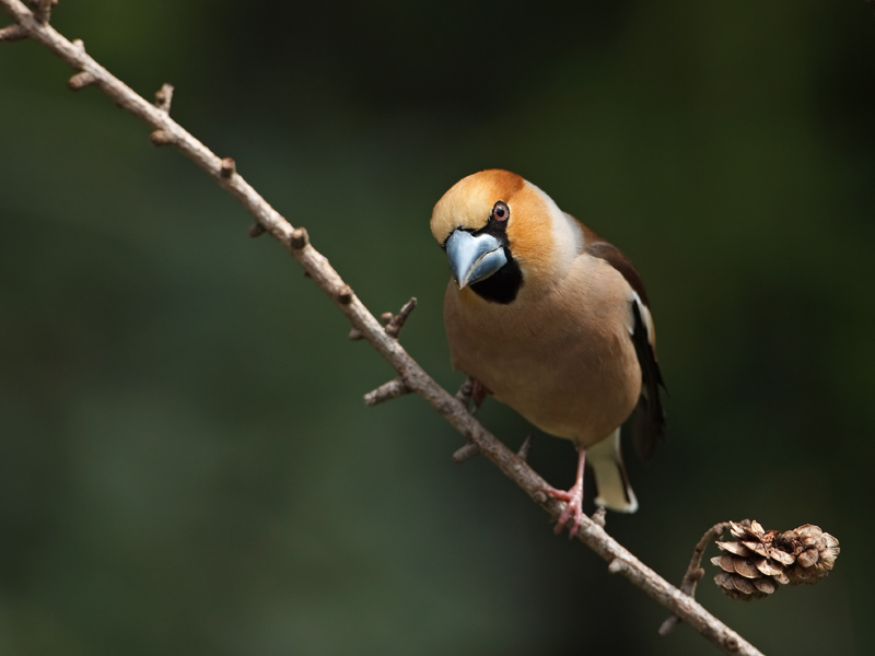 Coccothraustes coccothraustes Hawfinch Appelvink