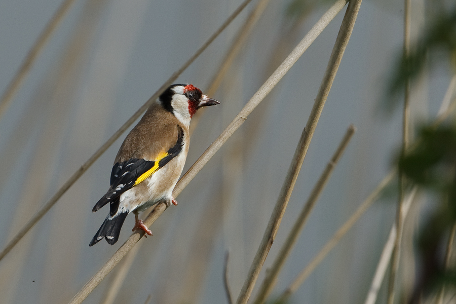 Carduelis carduelis Goldfinch Putter