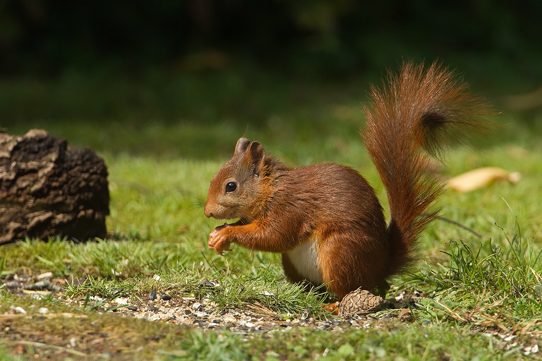 Sciurus vulgaris Eurasian Red Squirrel Eekhoorn