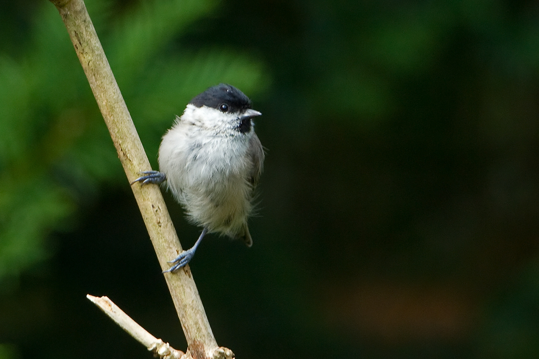 Parus palustris Marsh Tit Glanskop