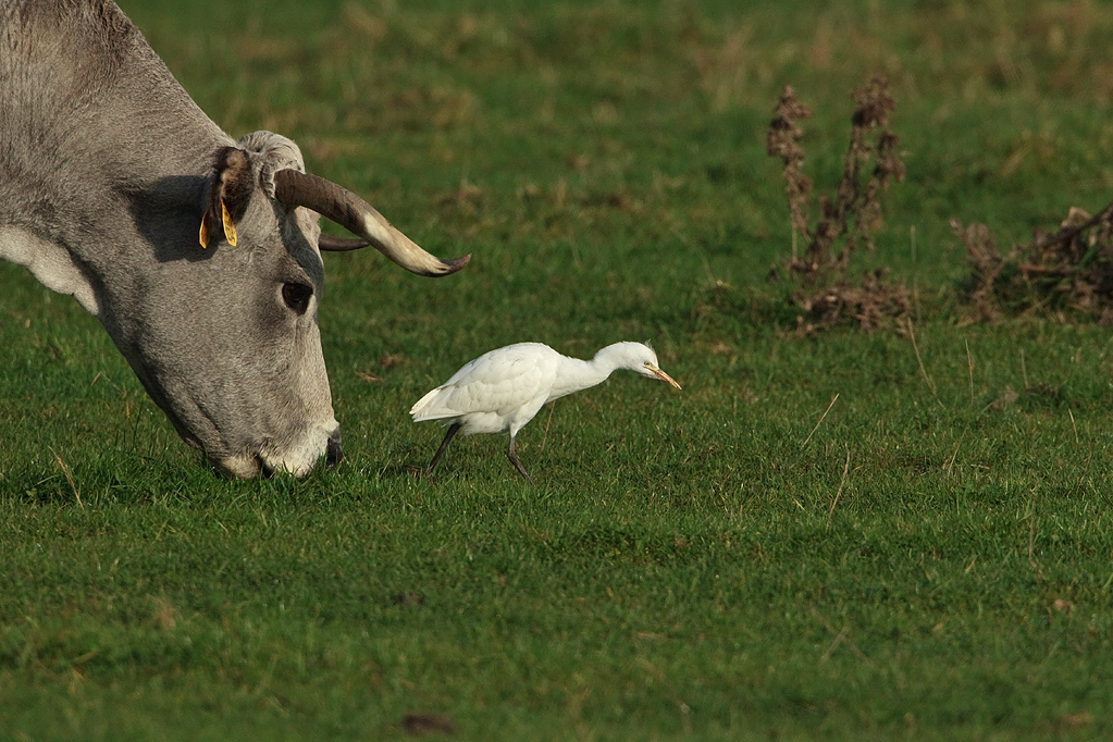 Bubulcus ibis Catle Eagret Koereiger