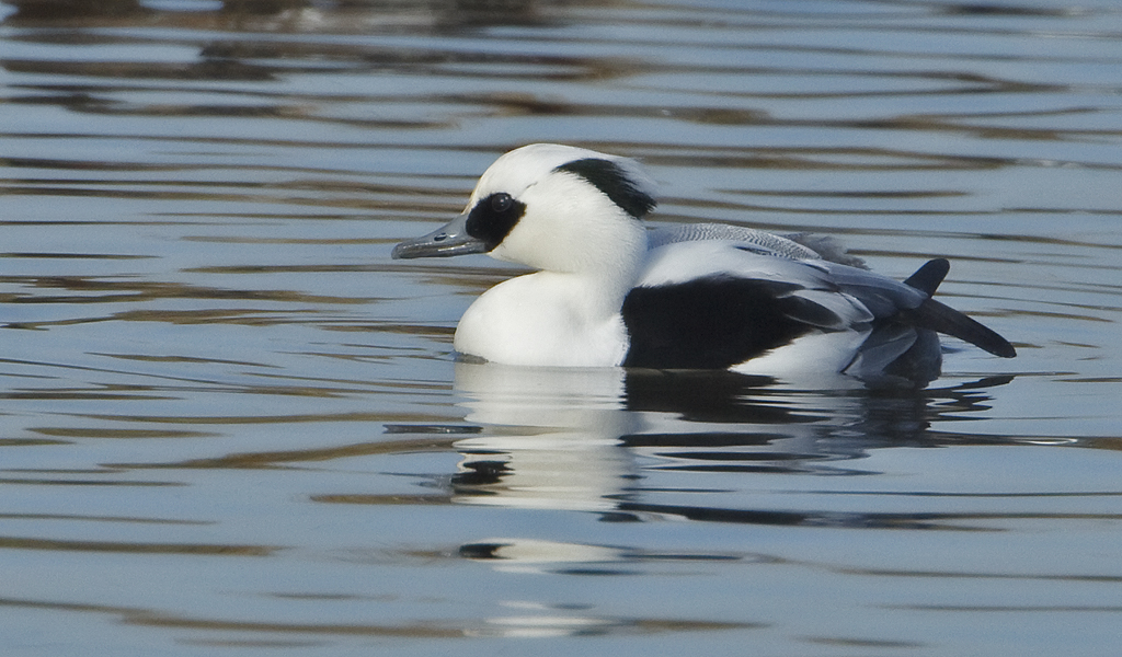 Mergellus albellus Smew Nonnetje