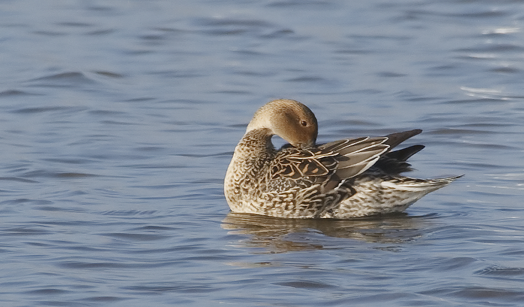 Anas acuta Northern Pintail Pijlstaart