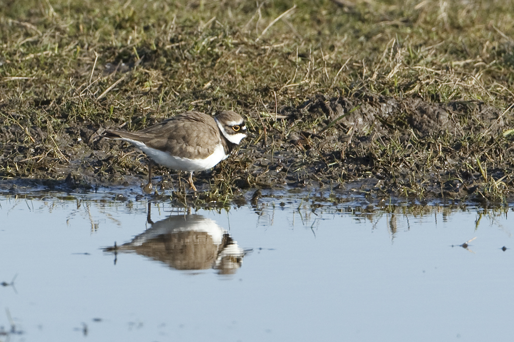 Charadrius dubius Little Ringed Plover Kleine Plevier