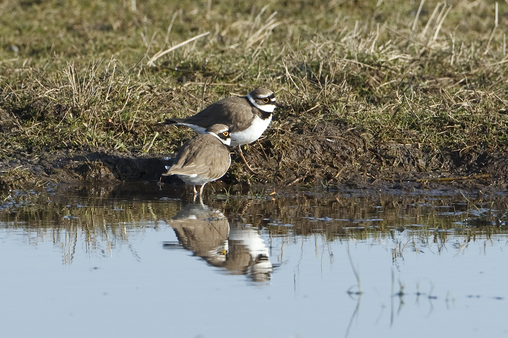 Charadrius dubius Little Ringed Plover Kleine Plevier