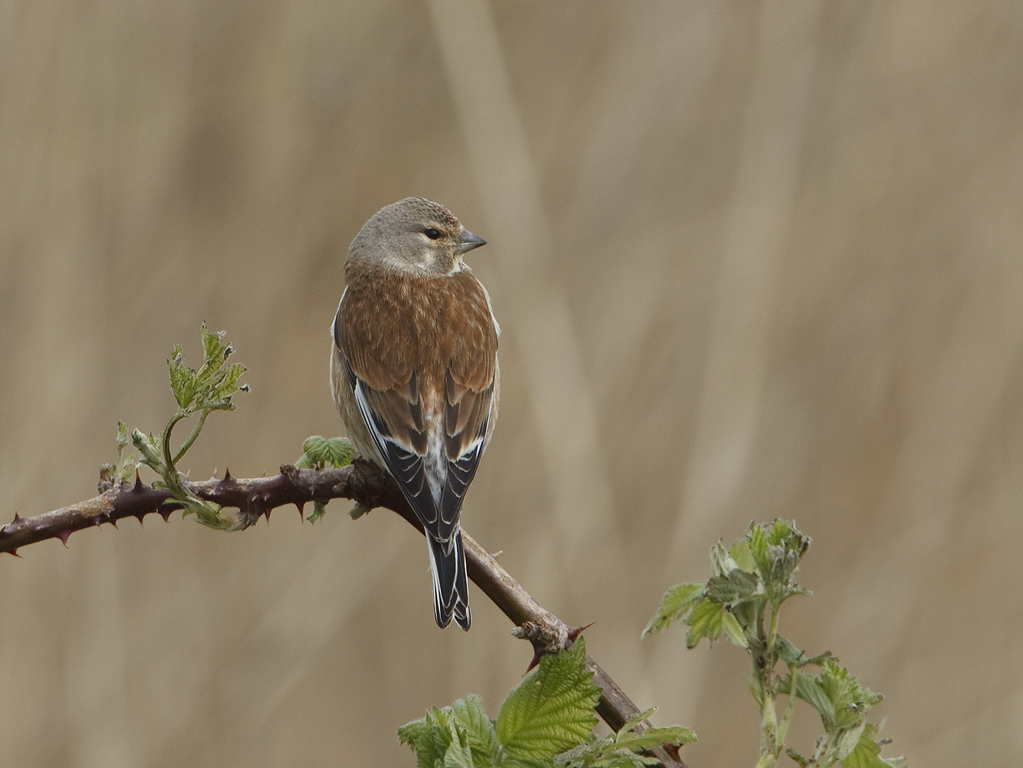 Carduelis cannabina Linnet Kneu