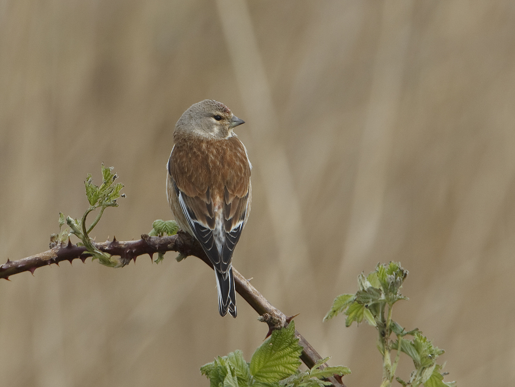 Carduelis cannabina Linnet Kneu