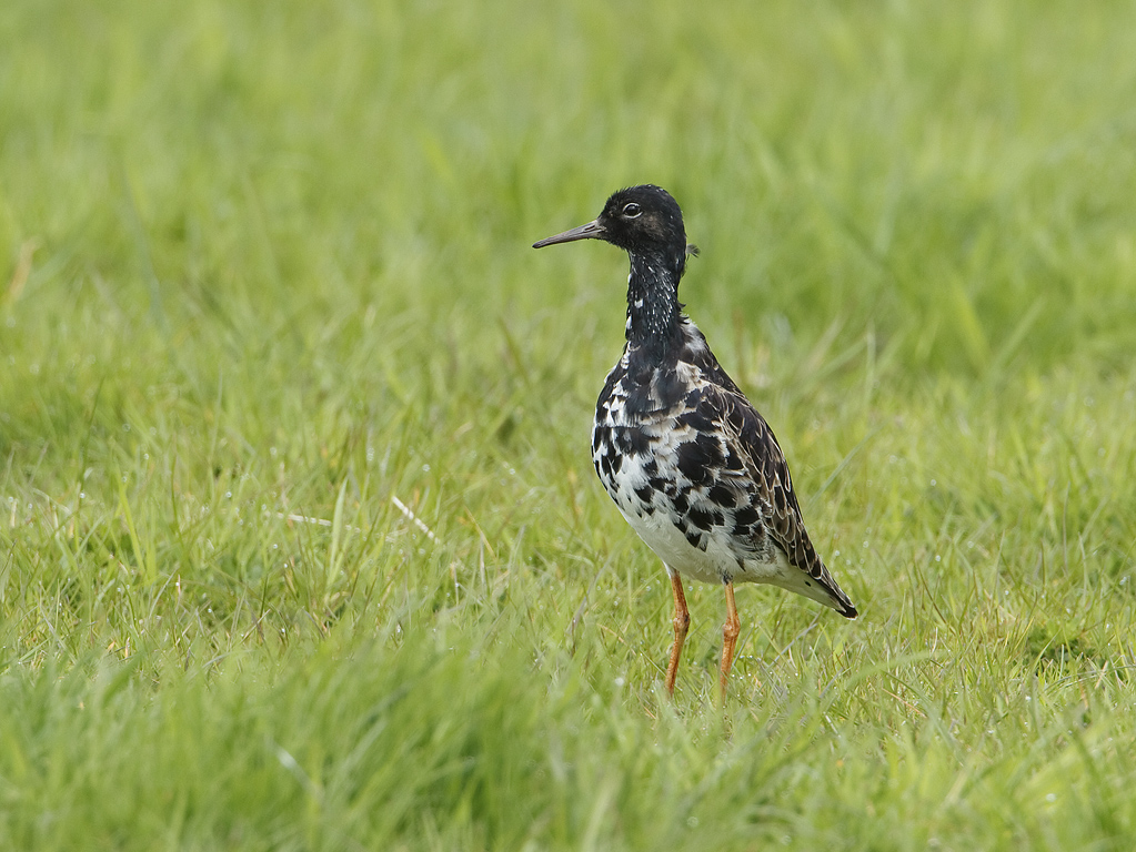 Philomachus pugnax Ruff Kemphaan