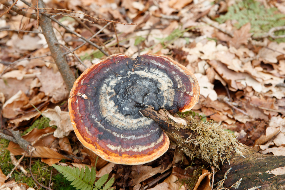 Formitopsis pinicola Red Belt conk Roodgerande houtzwam