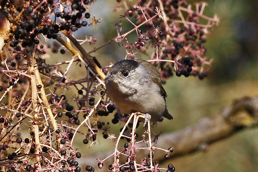 Sylvia atricapilla Blackcap Zwartkop