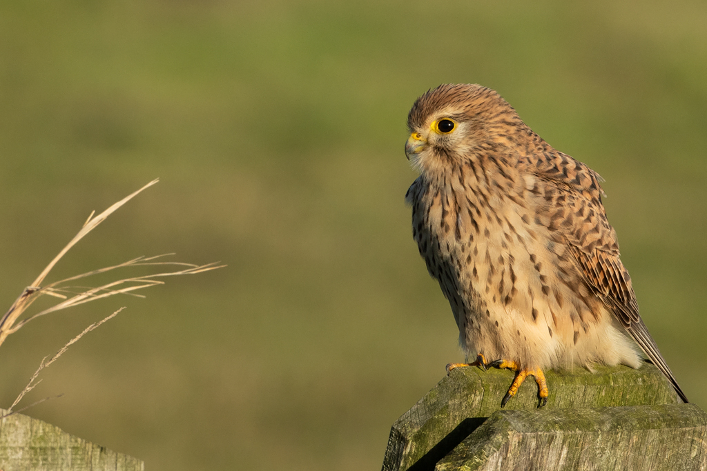 Falco tinnunculus Common Kestrel Torenvalk