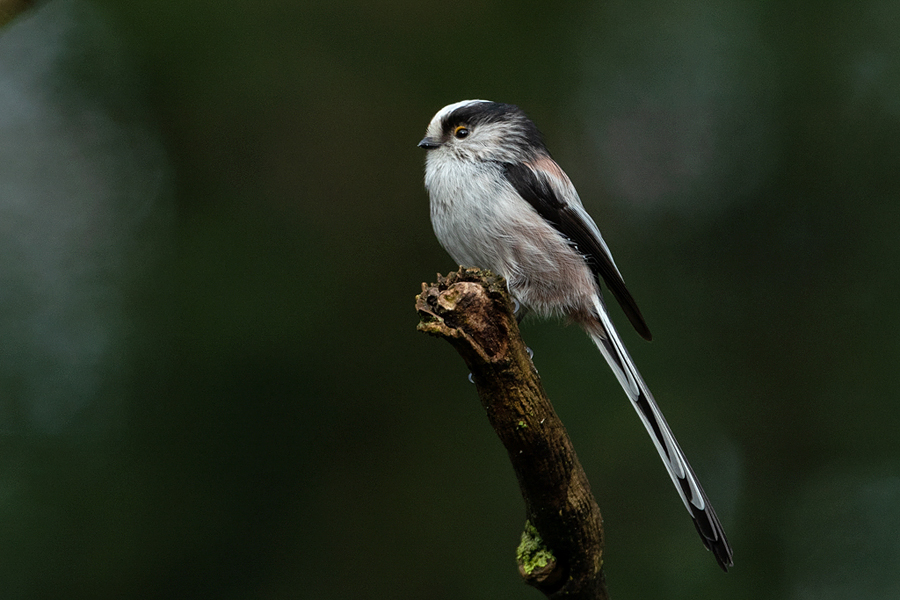 Aegithalos caudatus Long-tailed Tit Staartmees