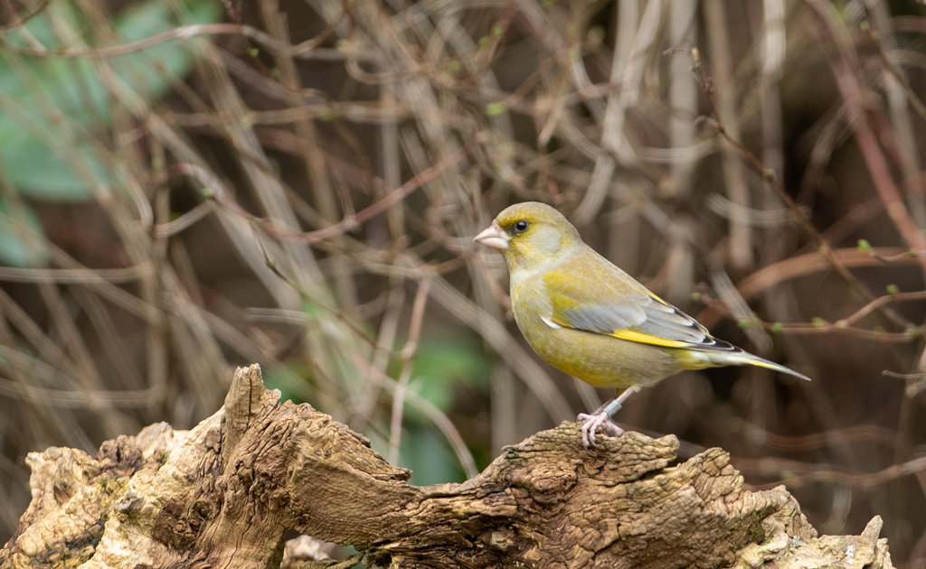 Carduelis chloris Greenfinch Groenling