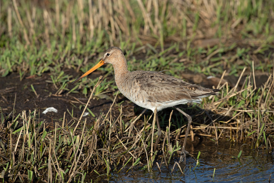 Limosa limosa Black-tailed Godwit Grutto