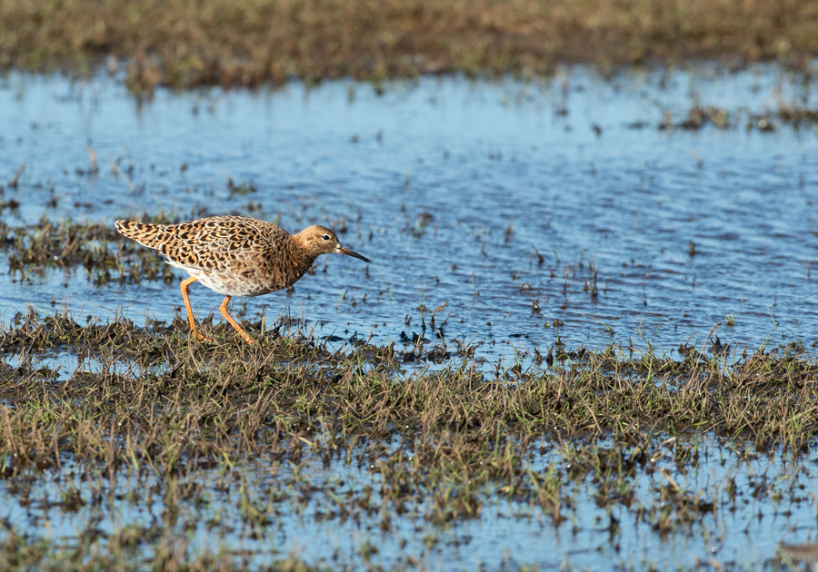 Philomachus pugnax Ruff Kemphaan