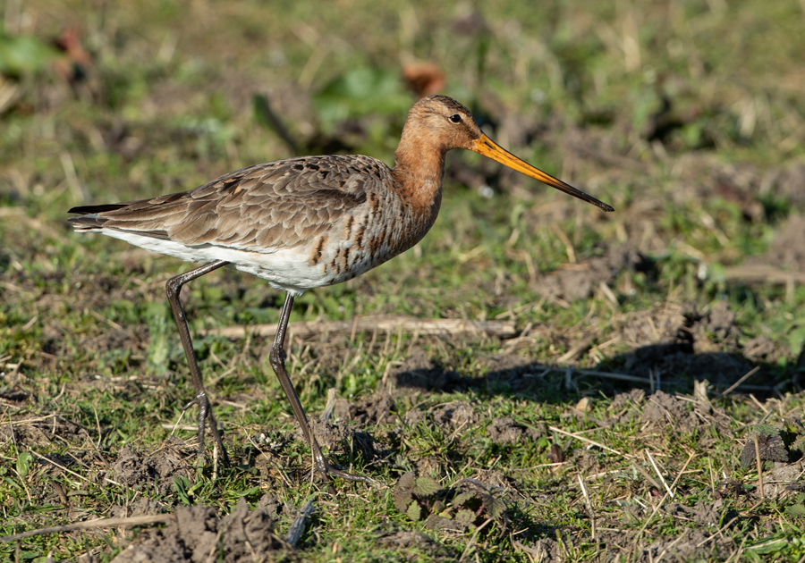 Limosa limosa Black-tailed Godwit Grutto