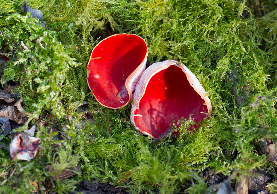 Sarcoscypha coccinea Red bell cup Rode klokbekerzwam