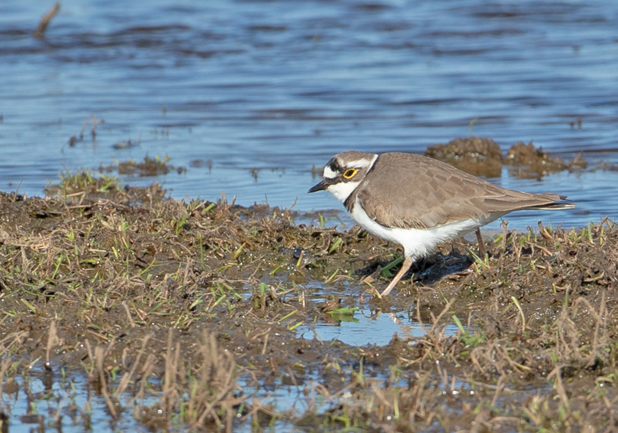 Charadrius dubius Little Ringed Plover Kleine Plevier