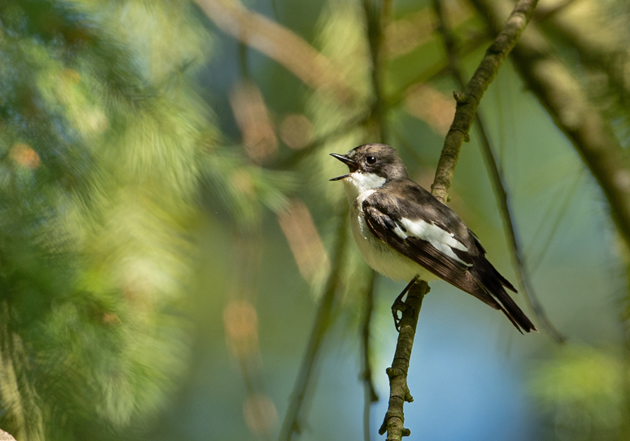 Fidecula hypoleuca Pied Flycatcher Bonte Vliegenvanger