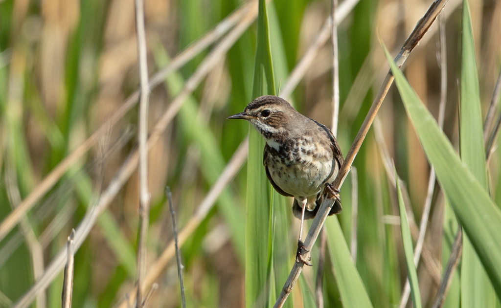 Luscinia svecica Bluethroat Blauwborst