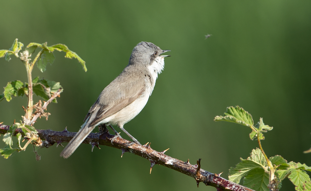 Sylvia curruca Lesser Whitethroat Braamsluiper