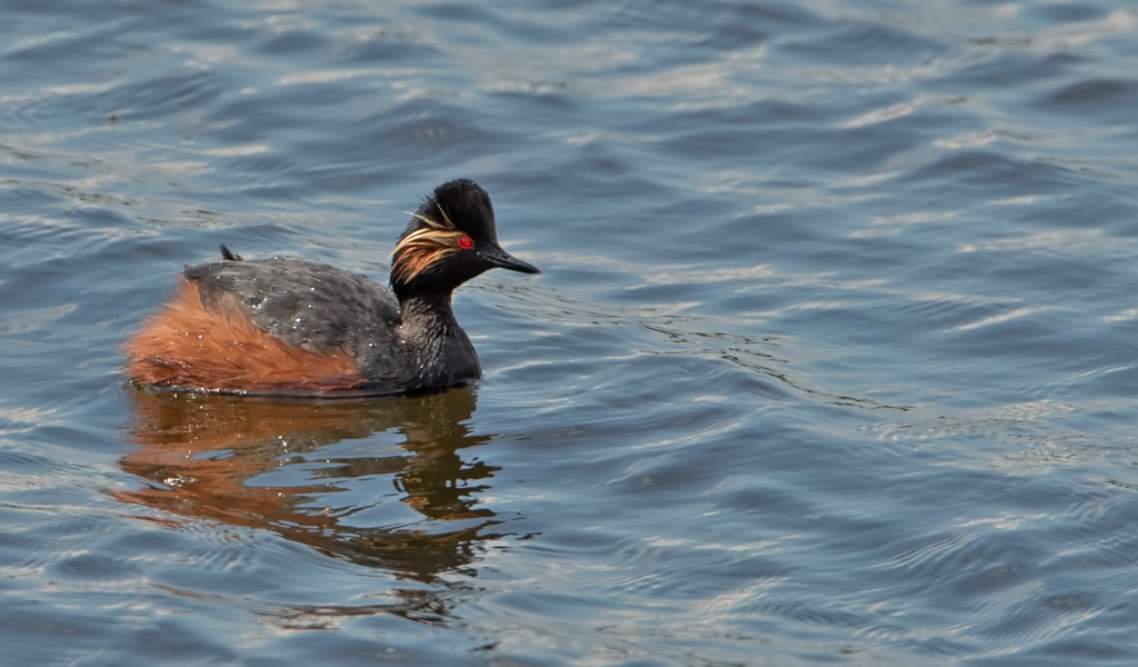 Podiceps nigricollis Black-necked Grebe Geoorde Fuut