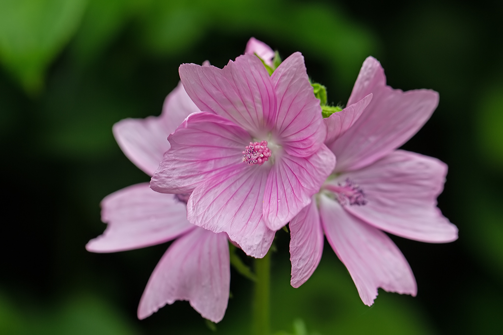 Malva Mallow Kaasjeskruid