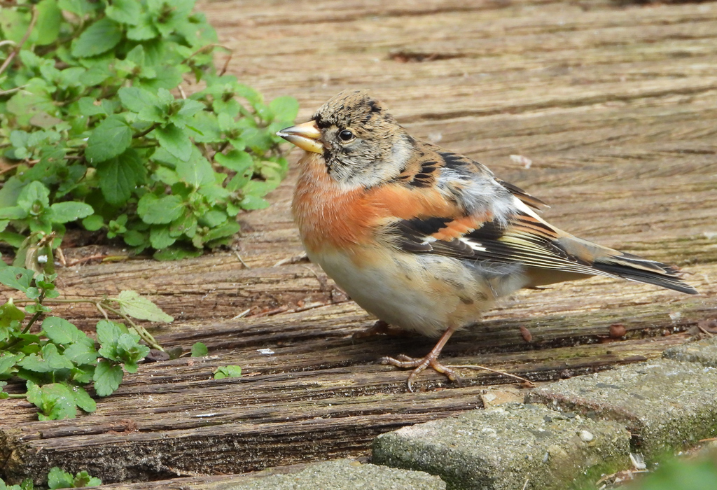 Fringilla montifringilla Brambling Keep