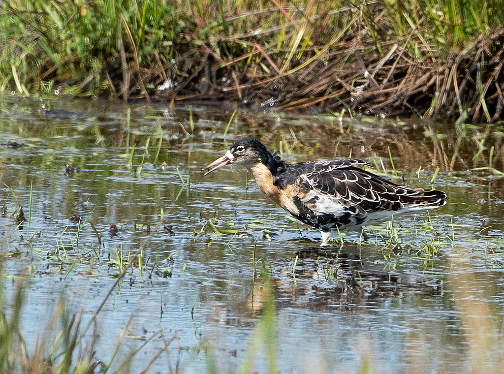 Philomachus pugnax Ruff Kemphaan