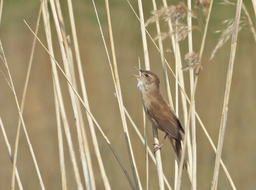 Locustella luscinioides Savis Warbler Snor