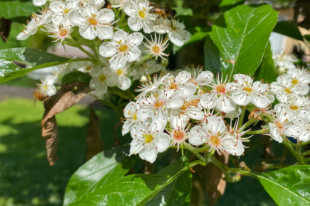 Crataeguslavallei Large-fruited Hawthorn Grootvruchtige Meidoorn