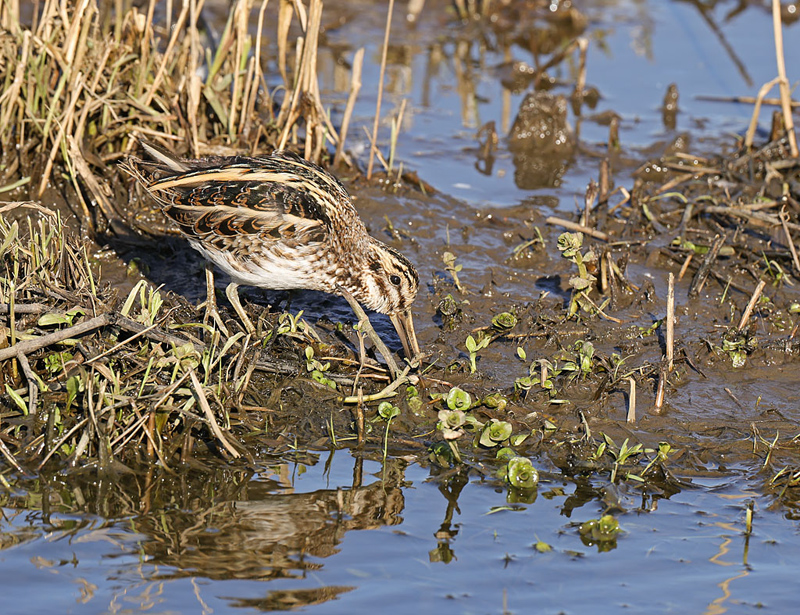 Limnocryptes minimus Jack Snipe Bokje