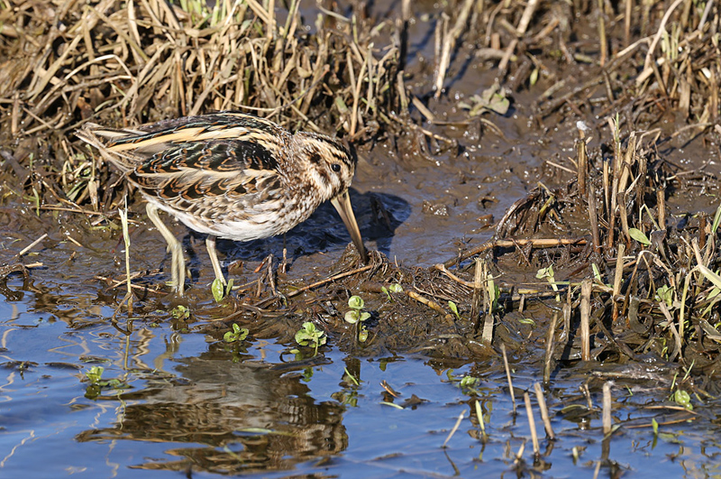 Limnocryptes minimus Jack Snipe Bokje