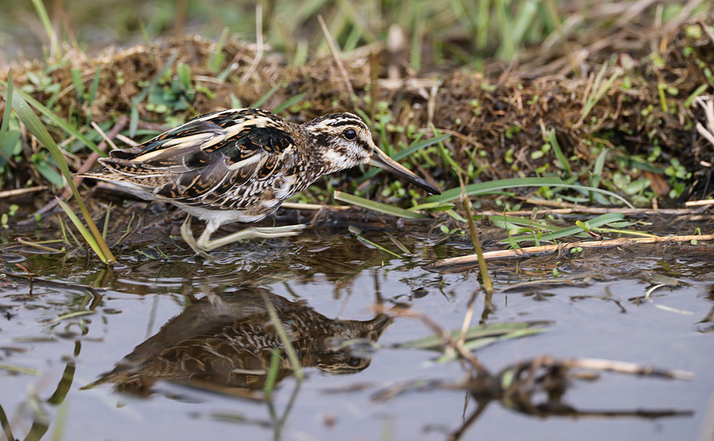 Lymnocryptus minimus Jack Snipe Bokje