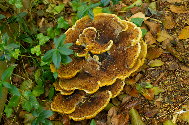 Phaeolus schweinitzii Velvet-top fungus Dennenvoetzwam