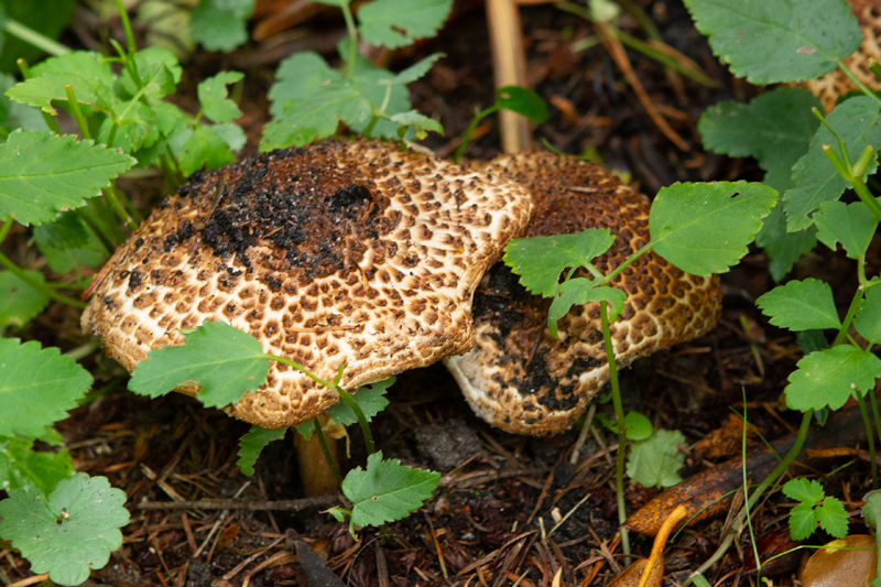 Lapiota aspera Freckled dapperling Spitsschubbige parasolzwam