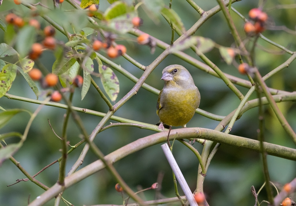 Carduelis chloris Greenfinch Groenling