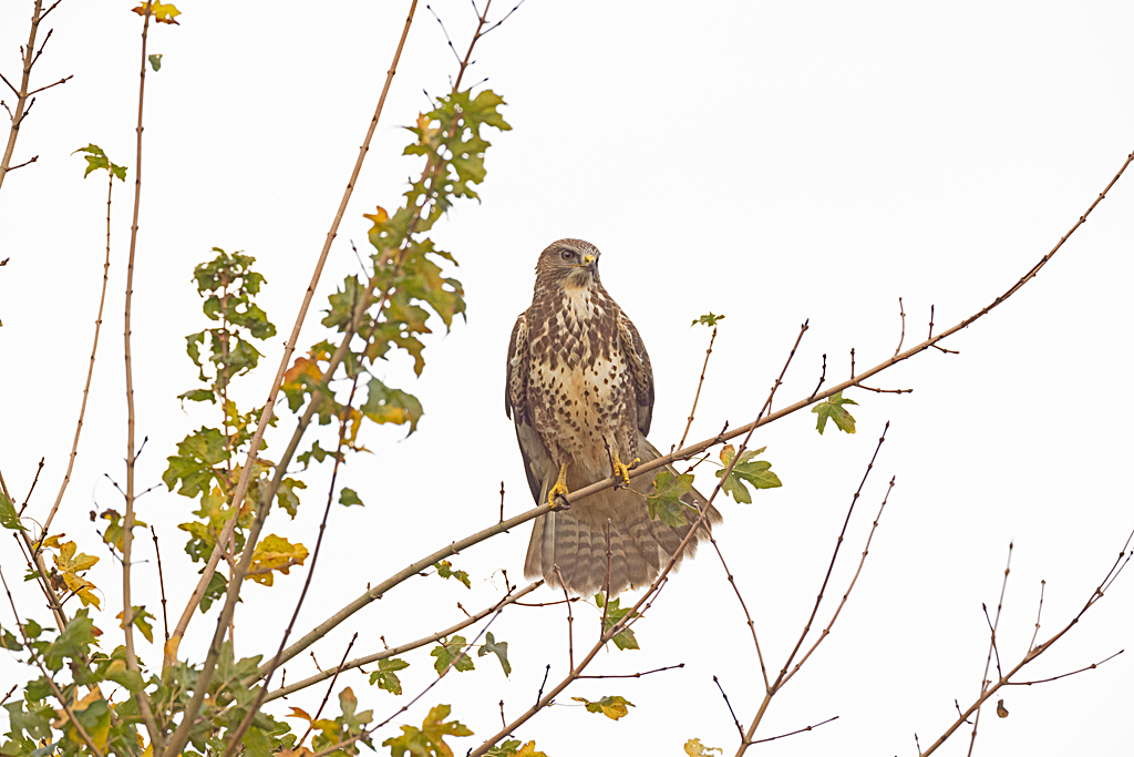 Buteo buteo Common Buzzard Buizerd