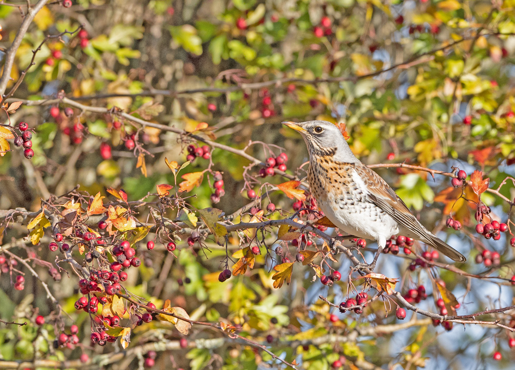 Turdus pilaris Fieldfare Kramsvogel