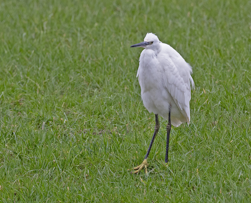 Greta garzetta Little Egret Kleine Zilverreiger