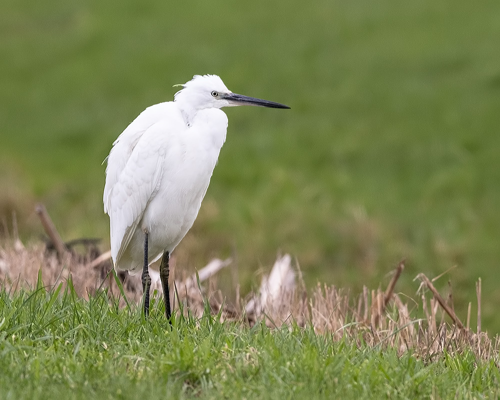 Egretta garzetta Little Egret Kleine Zilverreiger