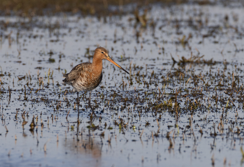 Limosa limosa Black-tailed Godwit Grutto