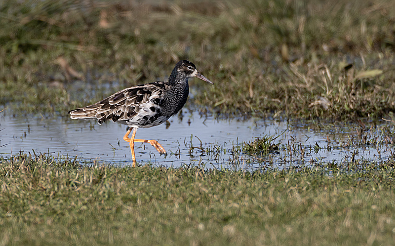 Philomachus pugnax Ruff Kemphaan