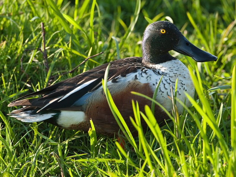 Anas clypeata Norther Shoveler Slobeend