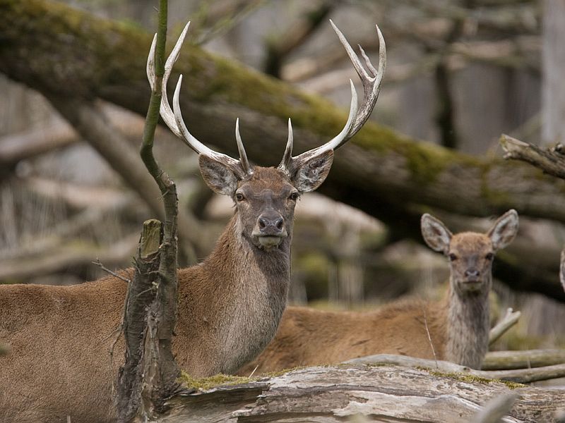 Cervus elaphus Red Deer Edelhert