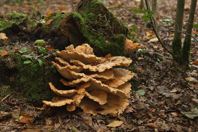 Laetiporus sulphureus Chicken of the Woods Zwavelzwam