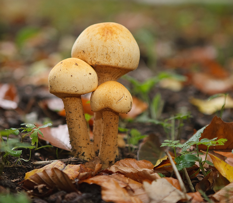 Phaeolepiota aurea Golden cap Goudhoed