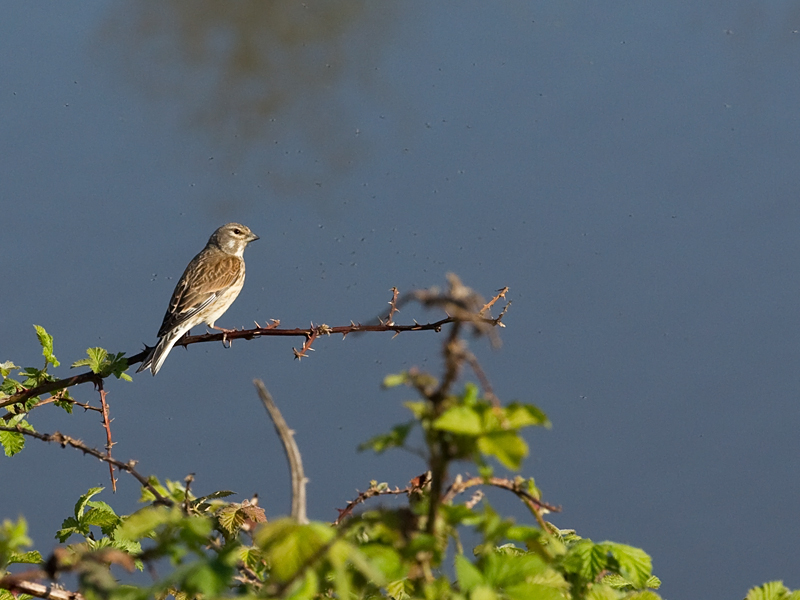 Carduelis cannabina Linnet Kneu